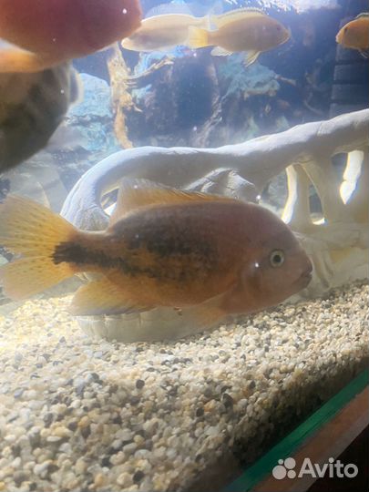 Радужная цихлозома