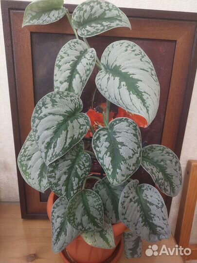 Сциндапсус Pictus Tribi