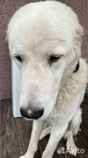 Шерсть собачья белая для рукоделия