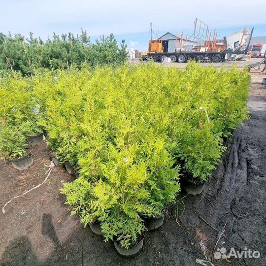 Туя западная Брабант 60-80 см (С7)