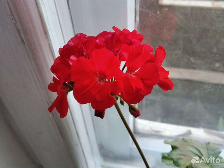 Цветы канны