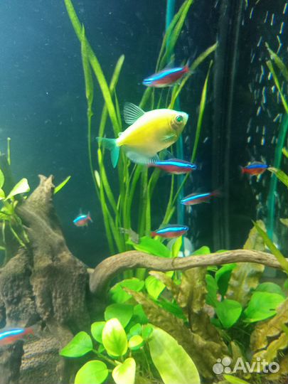Рыбки в аквариум
