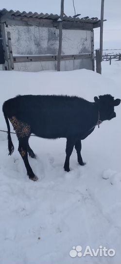 Продается телочка, годовалая