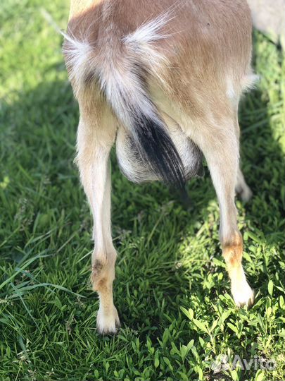 Козы дойные молочные и маленькая козочка