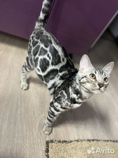 Бенгальский кот. Вязка