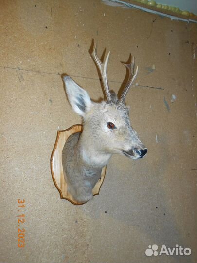 Чучела животных