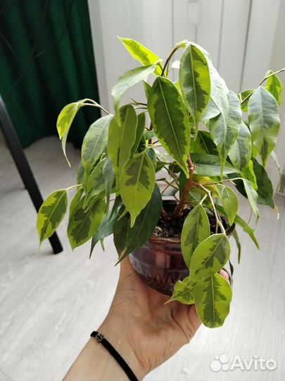 Фикус и сциндапсус в керамических горшках