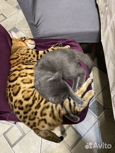 Бенгальский кот вязка