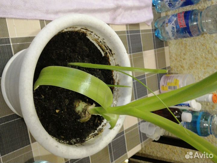 Индийский лук