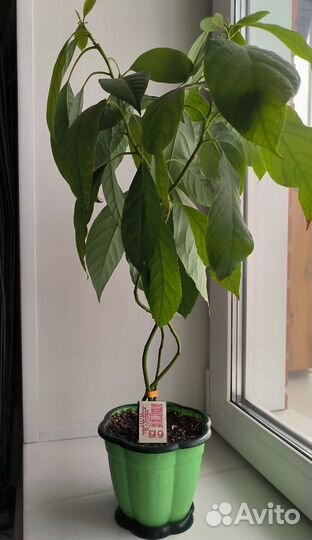 Авокадо растение