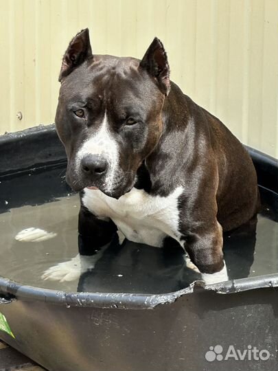 Вязка кобеля американский стаффордширский терьер