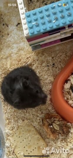Джунгарский хомяк с клеткой