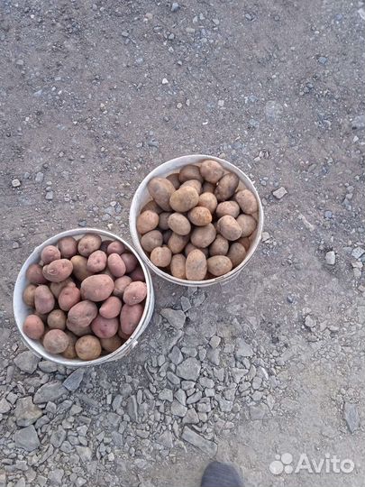 Семенной картофель