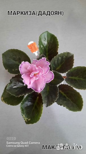 Фиалки сортовые