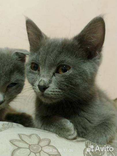 Котята скотиш фолд