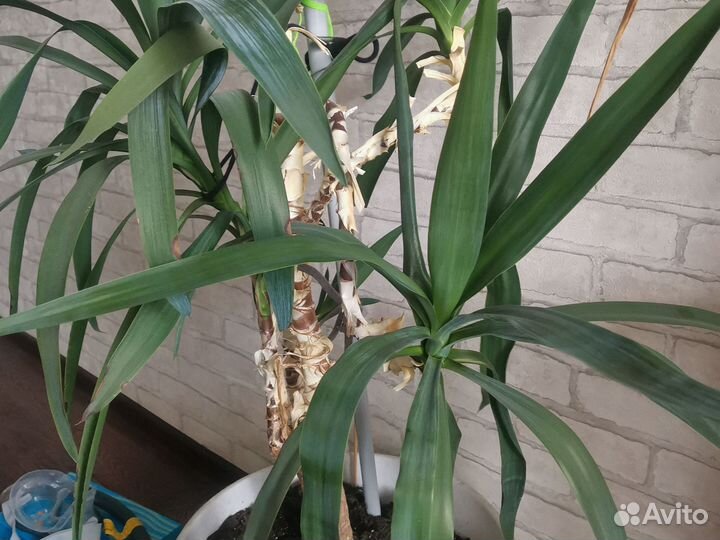 Пальма юкка