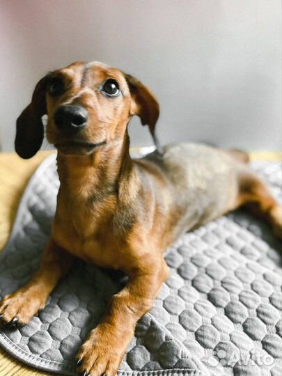 Собака щенок такса в добрые руки