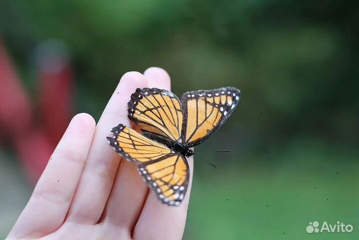 Домашняя Ферма для разведения бабочек д/ф-5