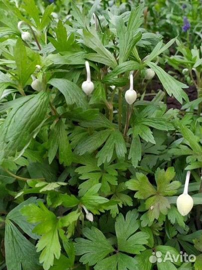 Колокольчик.Фалярис.Анемоны