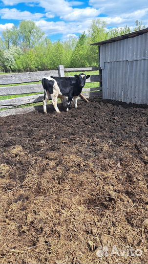 Продаётся телёнок (бычок) 8месяцев