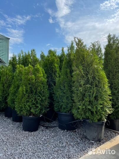 Туи в ассортименте