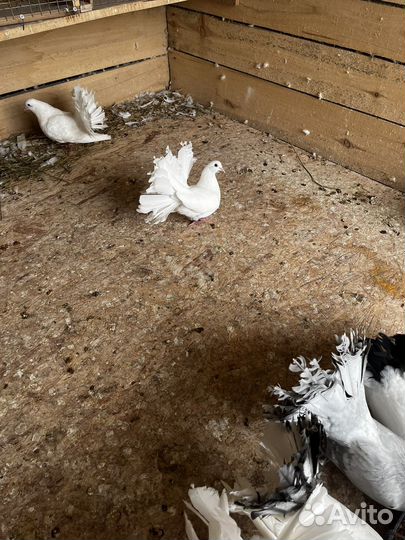 Голуби павлины