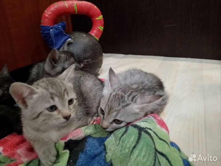 Кошка в дар бесплатно