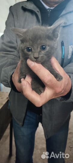 Отдам котят