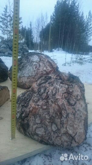 Сувель Кап берёзовый хвойный