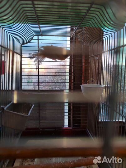 Кенара и канарейки