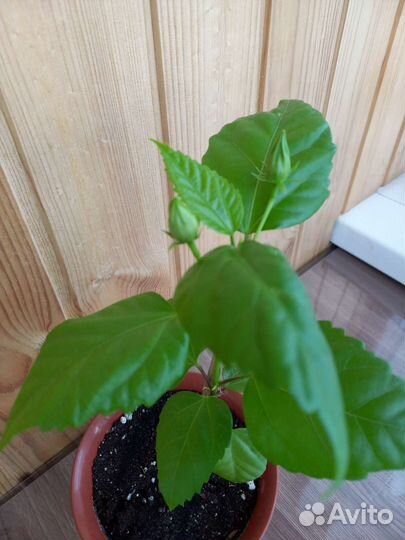 Гибискус китайская роза махровая