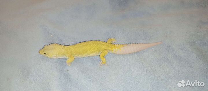 Геккон эублефары