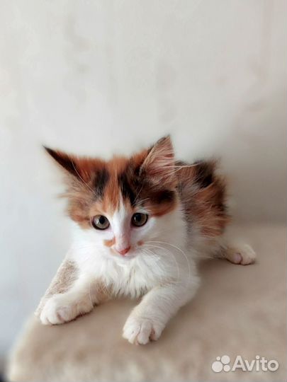 Трёхцветная норвежская лесная малышка в дар