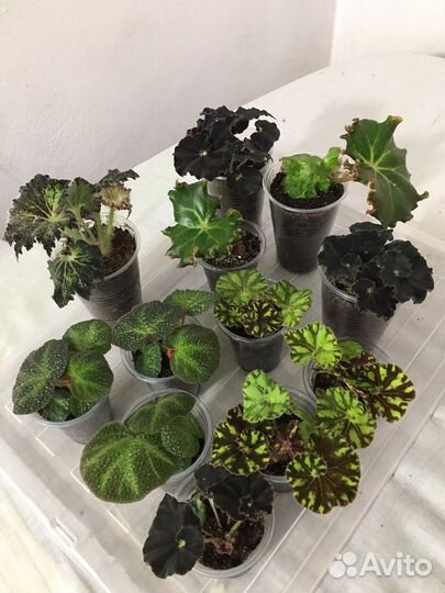 Бегонии королевские