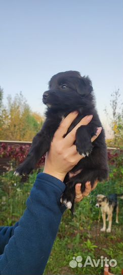 Собака, щенки в добрые руки