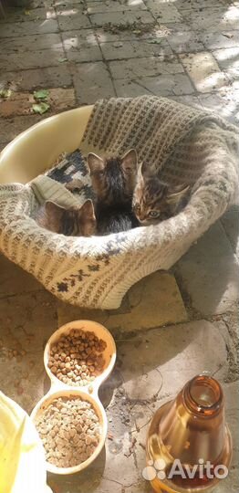 Отдам в добрые руки