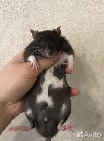 Крыса Шикарная пятнистость Крысята 2 месяца