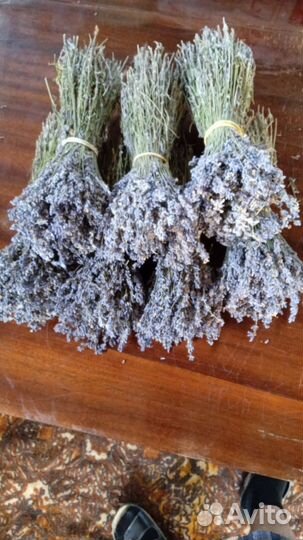 Продам Лаванду