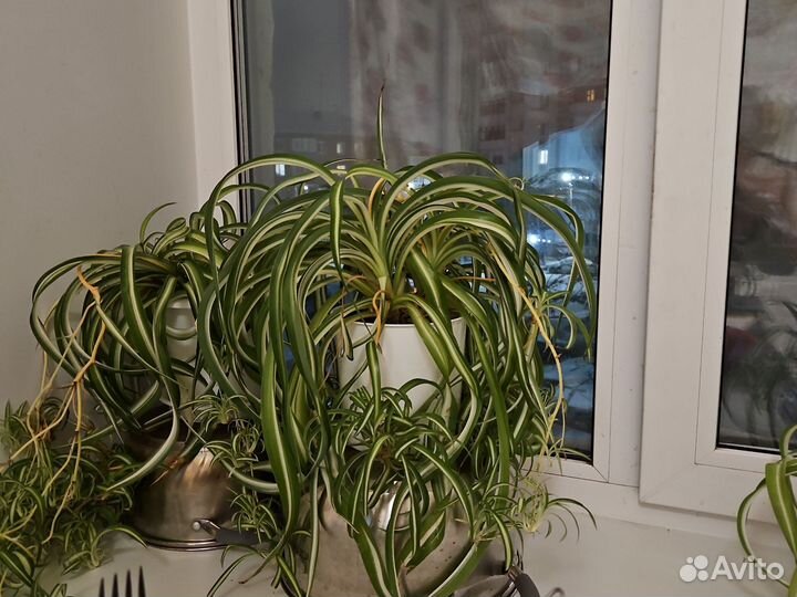 Хлорофитум кудрявый