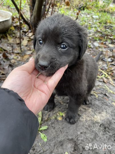 Щенки лабрадора бесплатно