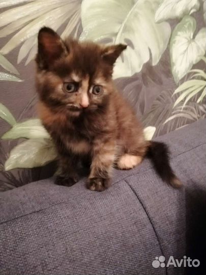 Кошки в добрые руки бесплатно