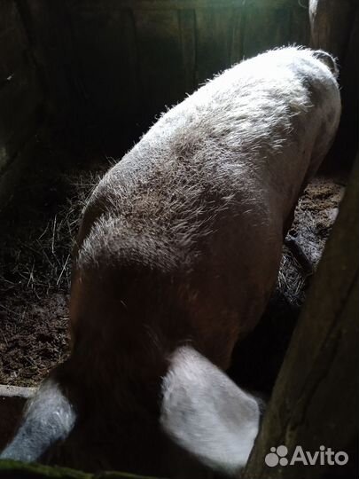Продам свинью на мясо