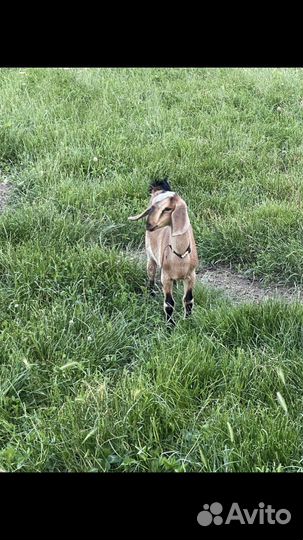 Нубийская козочка