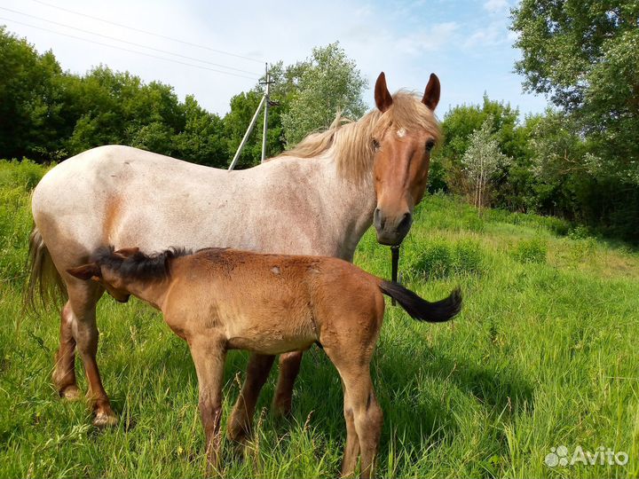 Жеребец на племя