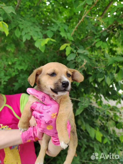 Щенок девочка