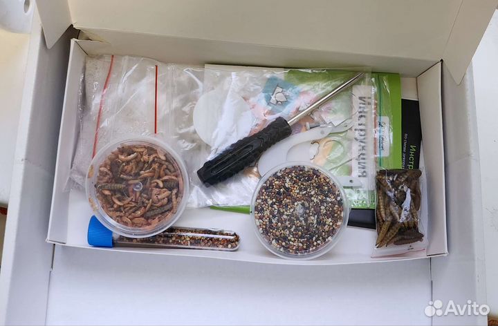 Муравьиная ферма с муравьями