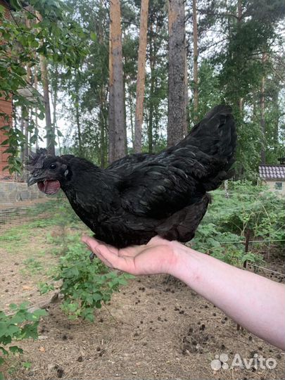 Цыплята, ухейилюй