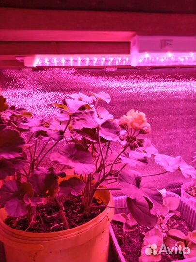 Комнатные цветы