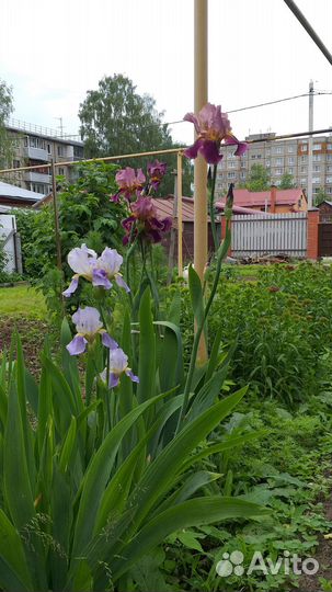 Ирисы бородатые