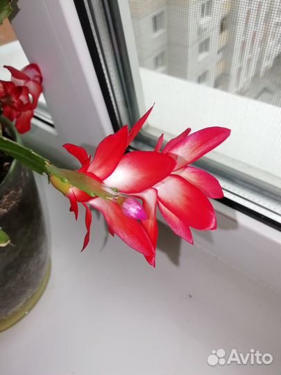 Декабрист (зигокактус Шлюмбергера, рождественник)